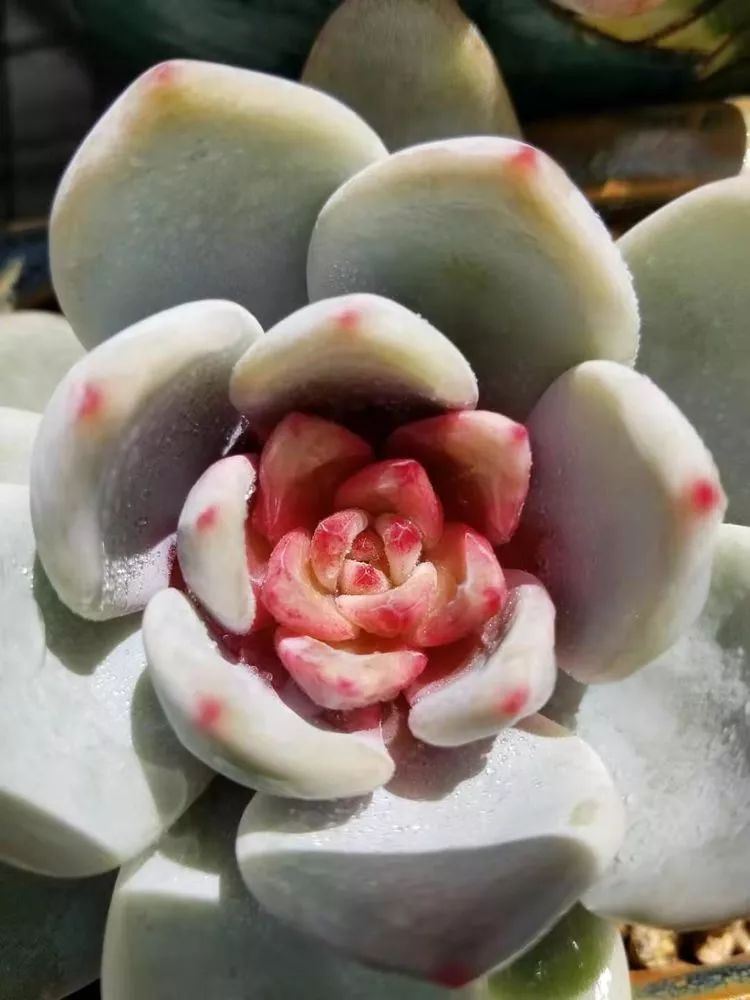 爱机车,爱多肉,宝妈花姐的诗和远方