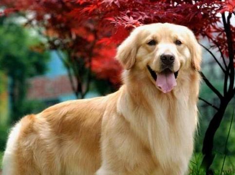 一只金毛犬到底有多治愈,金毛犬性格好但没有勇气再养一只