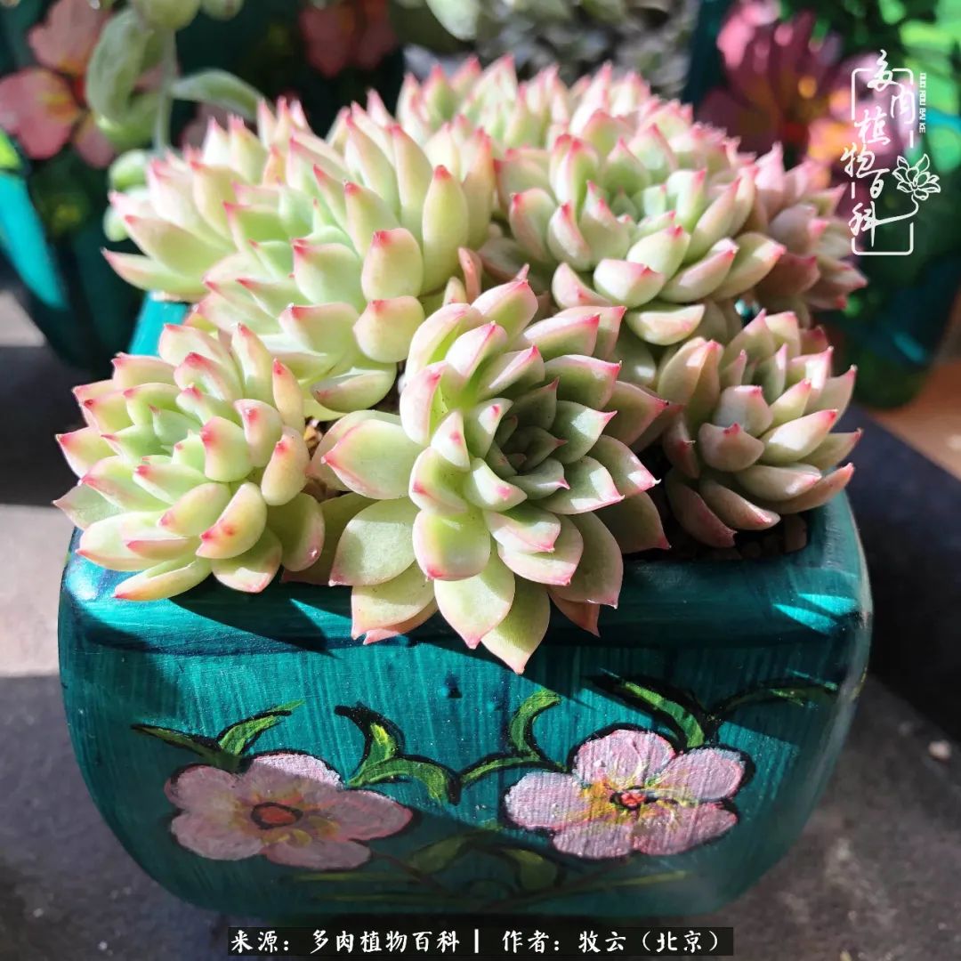 日常生活中常见的多肉植物,多肉植物神奇之处