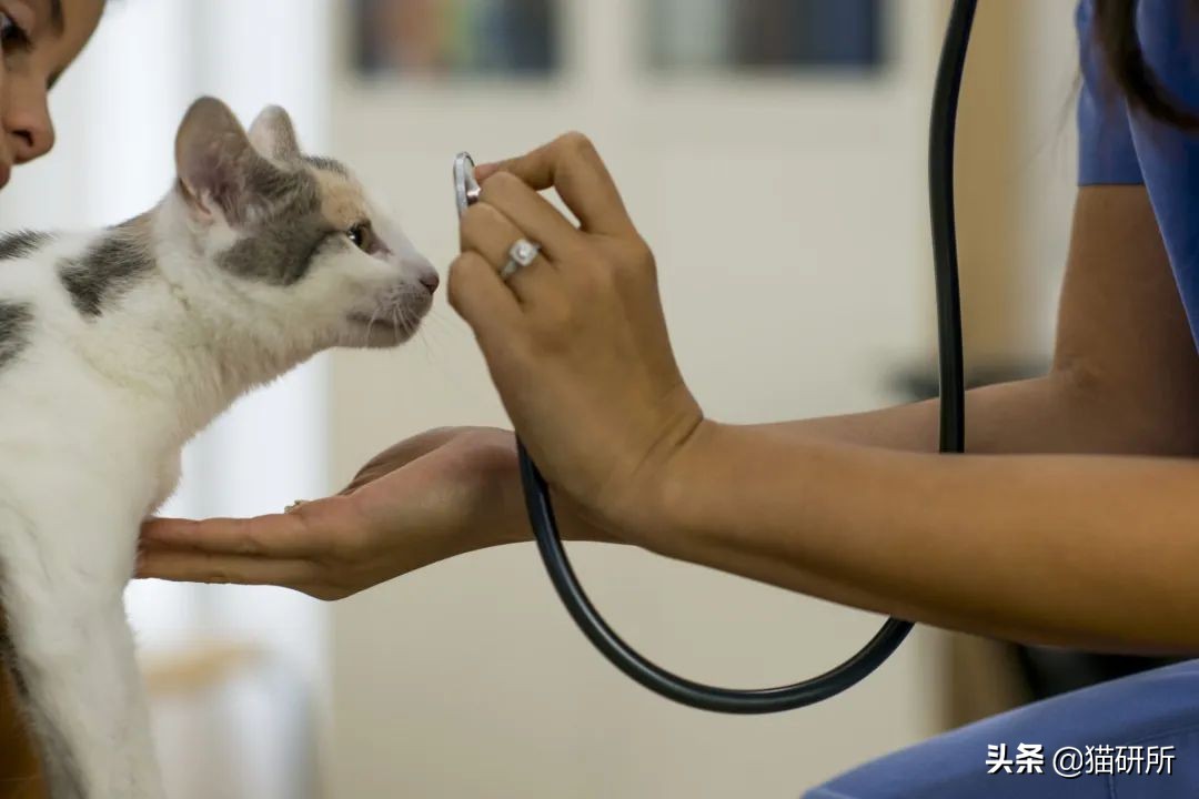 猫咪中毒急救药物,猫咪尿闭急救