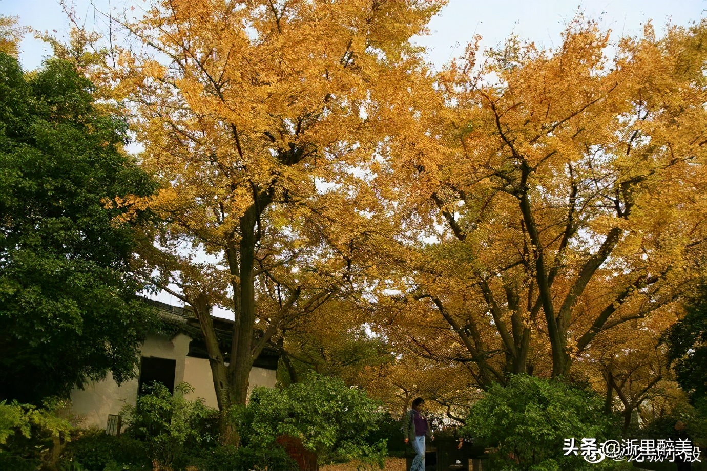 《橘子红了》拍摄地风光正当时！苏州吴中东山美食美景等你来