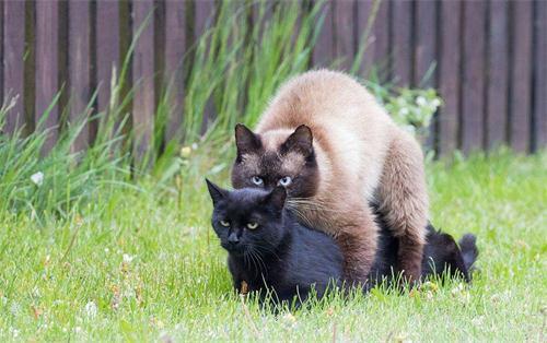 母猫咪发情要剃毛吗,猫咪发情时怎么剃毛