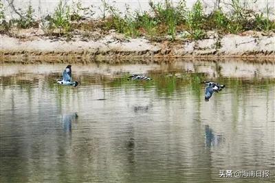 斑鱼狗是不是珍稀鸟类,斑鱼狗为什么不建议养