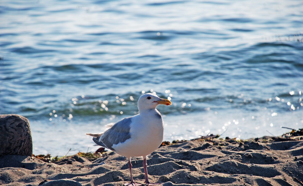 拼多多无货源500块开店广告可靠吗,拼多多无货源模式2020年还能做吗