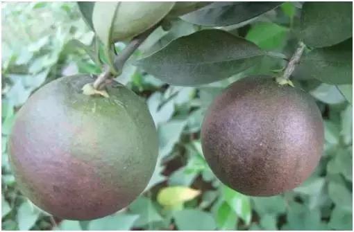 8月份不套袋的秋桃管理,秋季病虫害管理技术