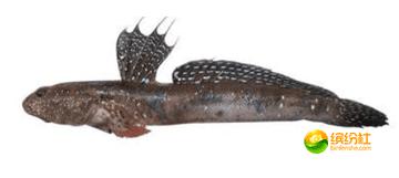 舟山4月份海鲜攻略,舟山海鲜代加工攻略