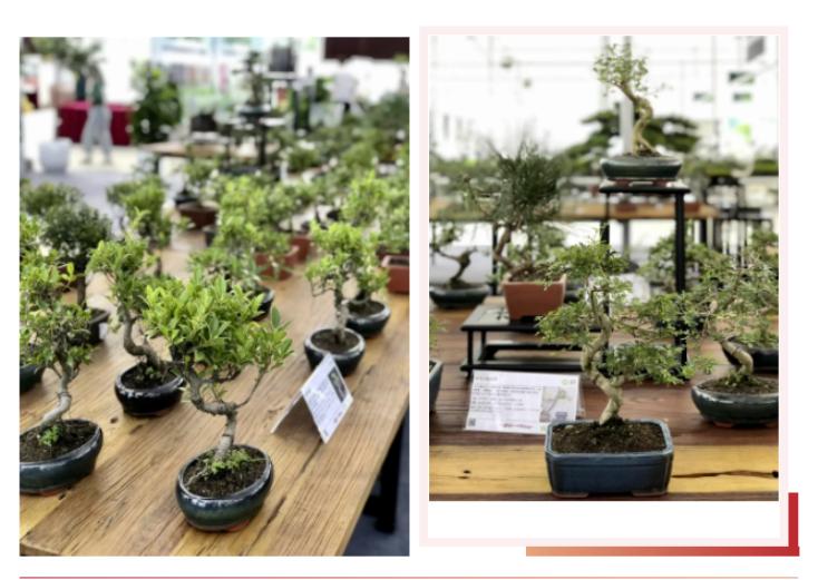 花木城盆景图片,创意盆景花木之乡