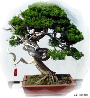 丛林式盆景欣赏,盆景欣赏及制作