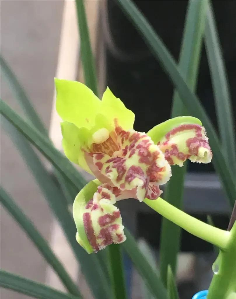 “四君子之一”贵到能买一套别墅