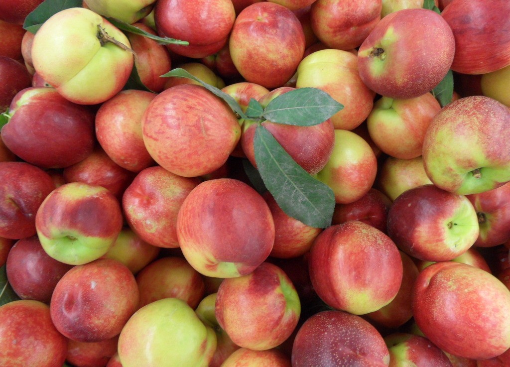 四五月应季水果口感好还便宜,6月的什么水果是当季水果