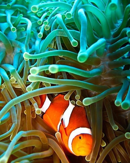 鱼儿常生病?养不好鱼?过来看看吧