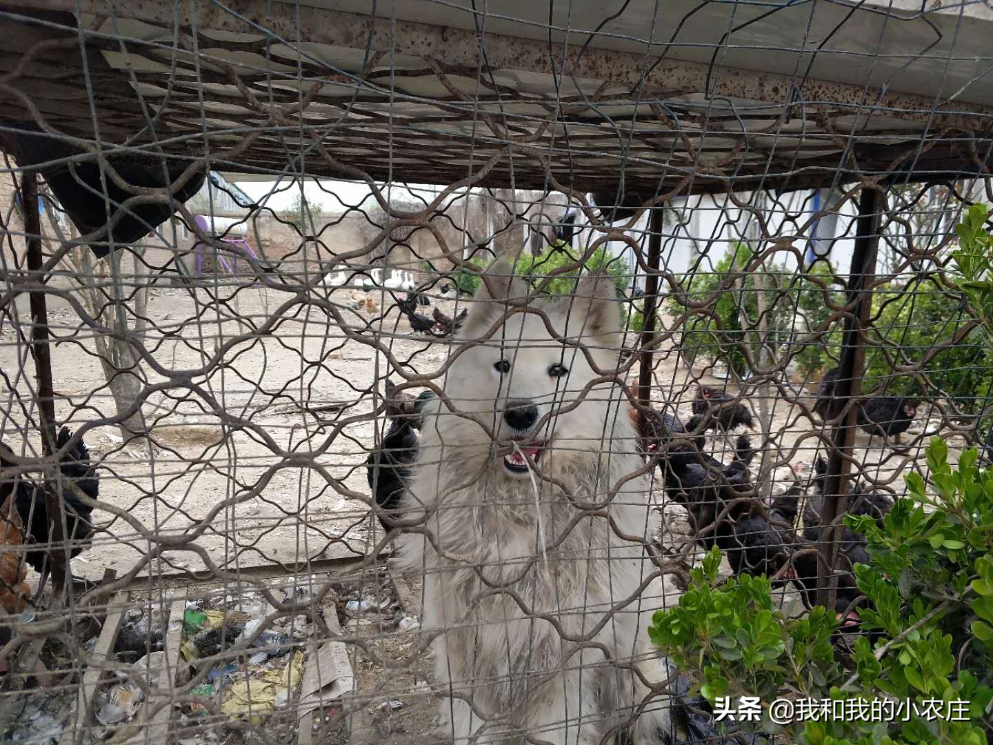养了几只鸡怎么防黄鼠狼,鸡窝怎么防黄鼠狼防猫
