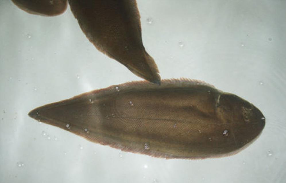 老少皆宜龙利鱼鲜香美味还没刺,真正的龙利鱼的价格很高