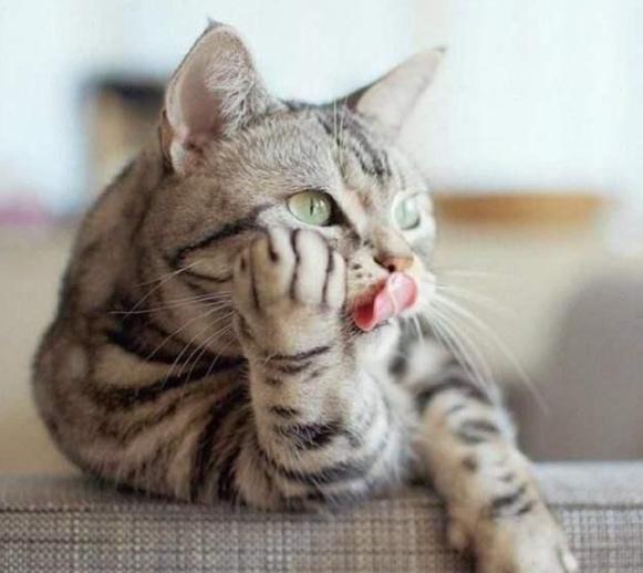 猫咪舔毛的时候也舔你表示什么,猫咪反复舔一个地方怎么解决
