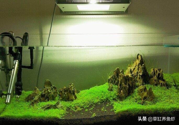 草缸新手入门需要准备什么设备,玩草缸怎么玩