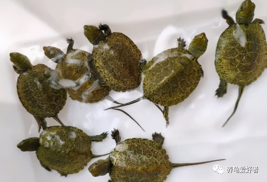 你以为的养龟vs现实中的养龟,古法养龟养什么龟好