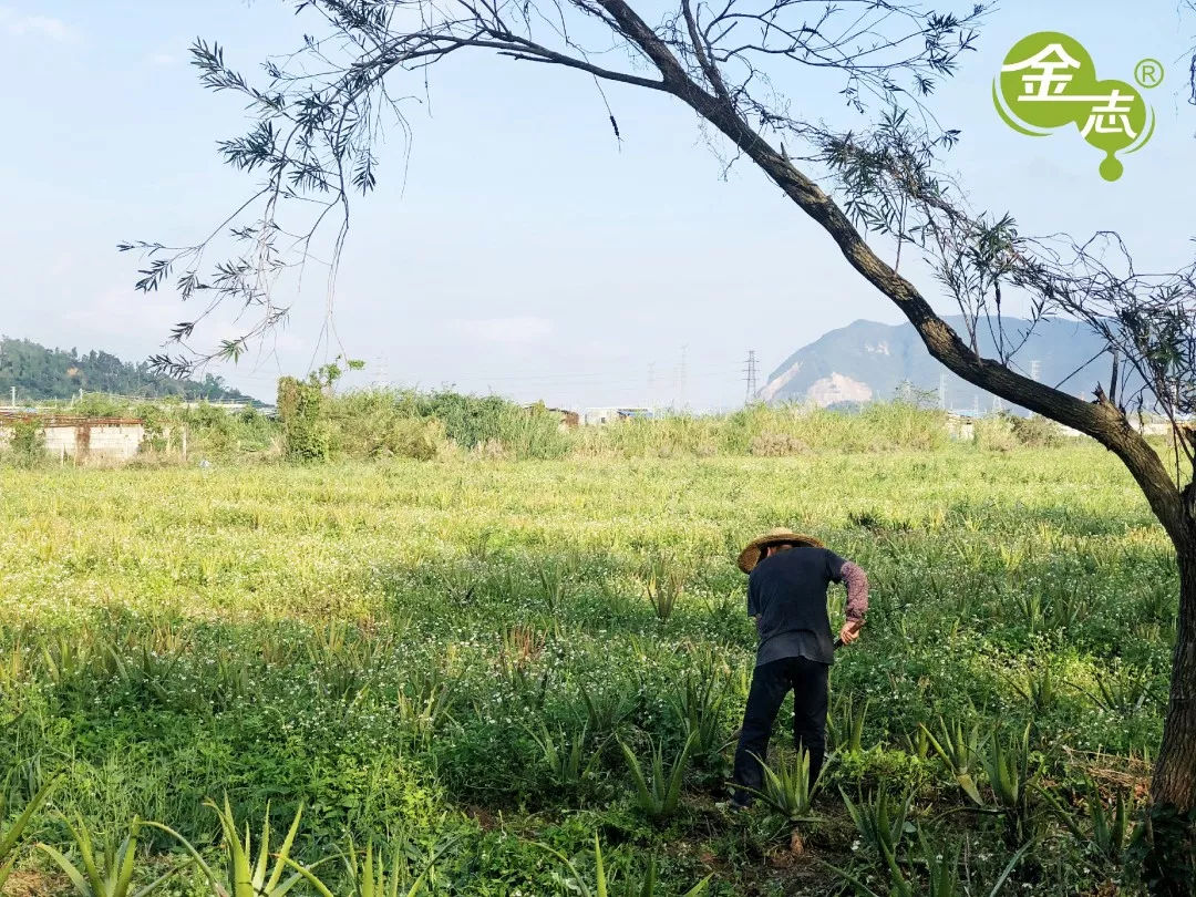 跨越20年的芦荟情谊