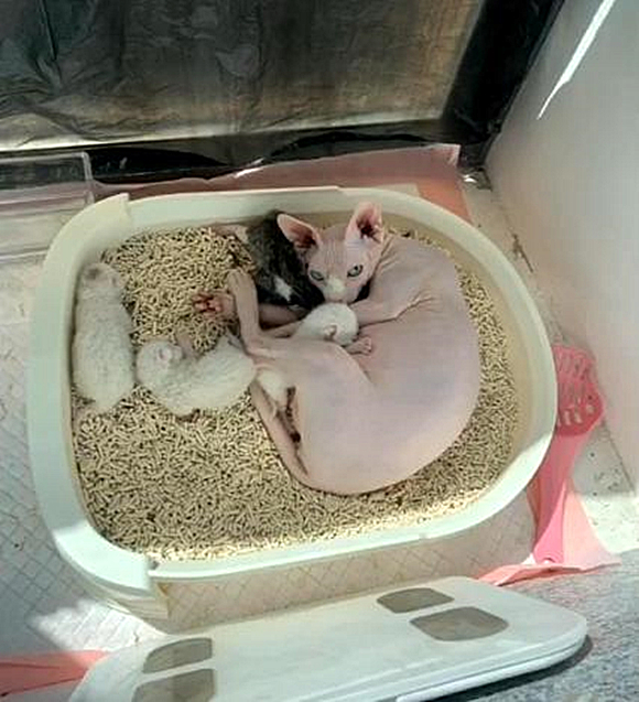 无毛猫最后被收养了吗,无毛猫照顾幼崽