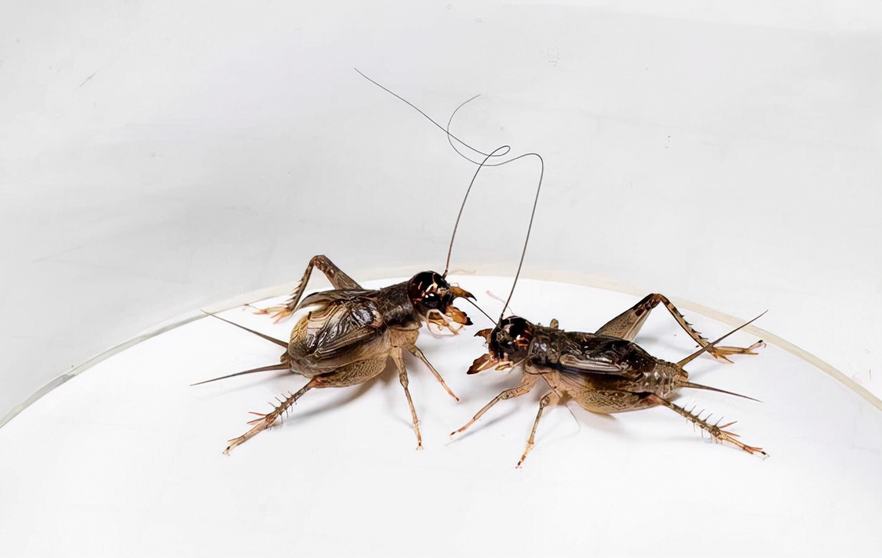 香港博士撒盐杀死蜗牛后续,香港博士生因撒盐杀害蜗牛后续