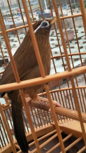 画眉鸟不肯过笼怎么处理,画眉鸟太紧张了怎么办