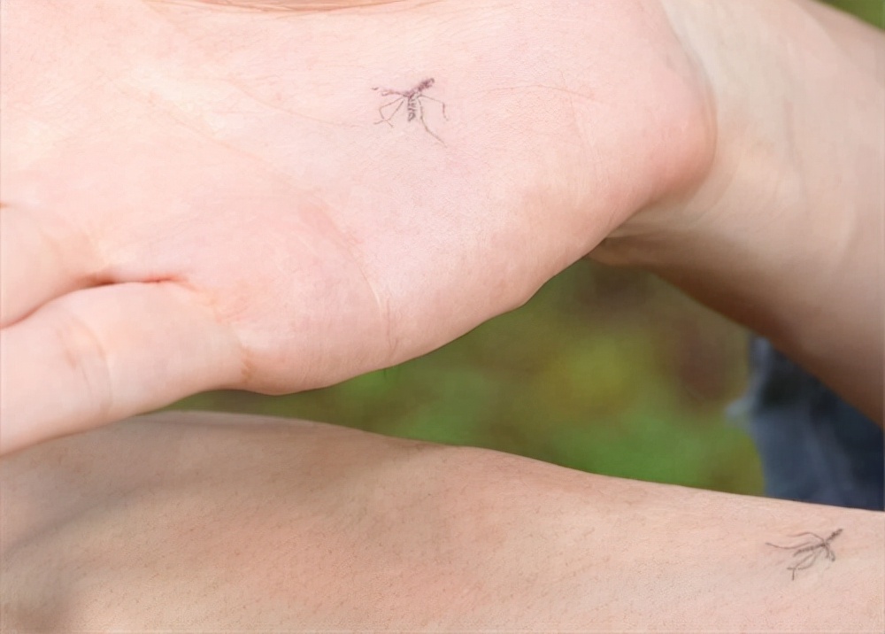 日本死亡日记本,日本死蚊子印章