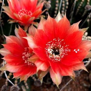 101仙人球,101个仙人球品种