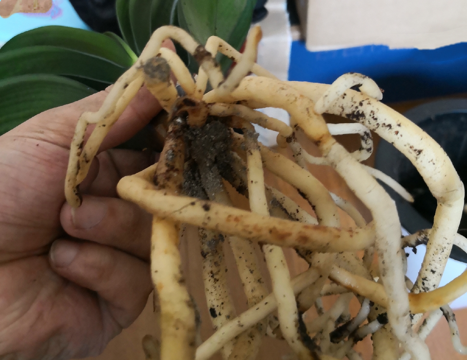 柳树枝泡水浇君子兰防烂根吗,君子兰根可用柳枝水泡吗