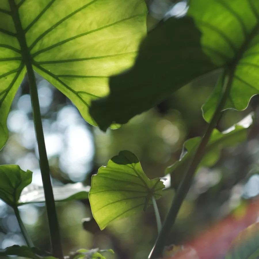 富士入门vlog相机,富士xa7拍摄vlog怎么设置