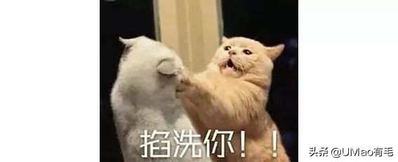 关于弓形虫你所不知道的一切,被弓形虫刷屏的视频