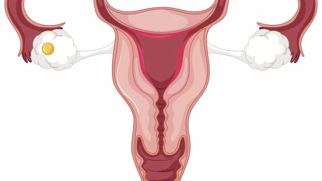 什么时候监测卵泡最合适,卵泡监测是b超还是阴超