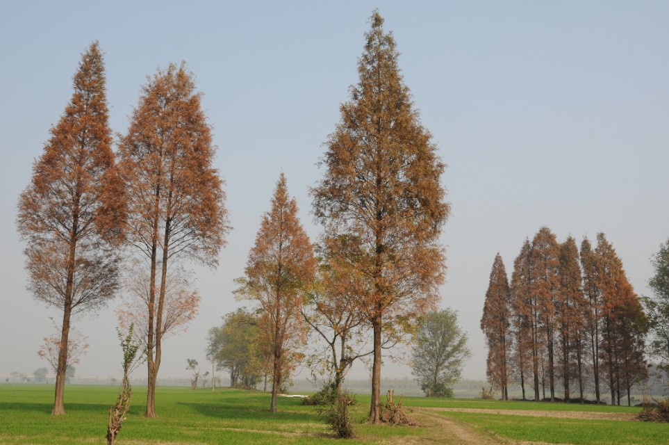 湖北恩施水杉在哪里,恩施水杉公园