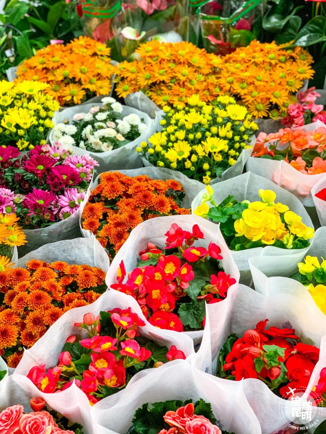 昆明鲜花进货渠道,昆明尚义花市