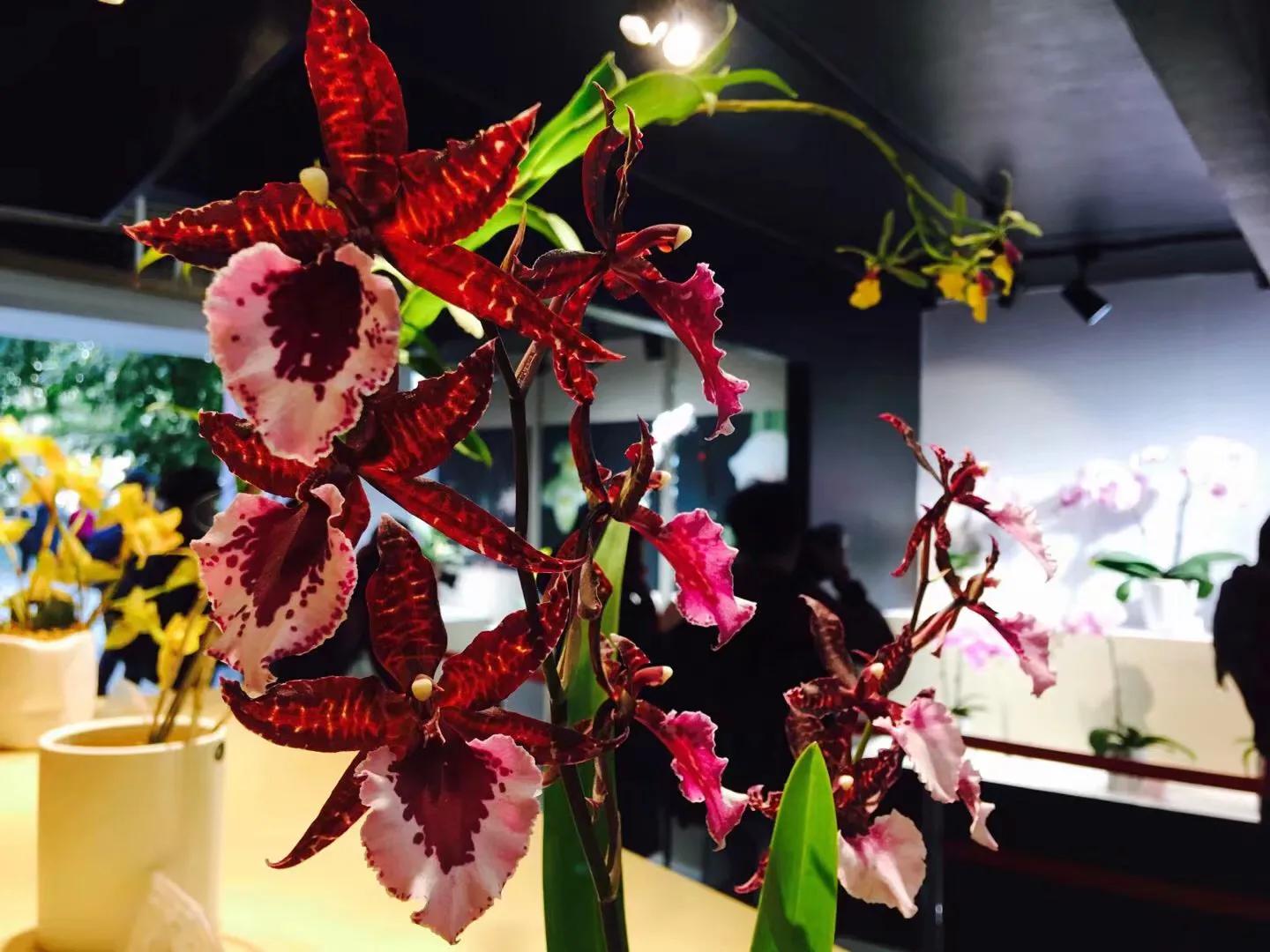 兰花最美的季节是冬季,北方冬季赏兰花