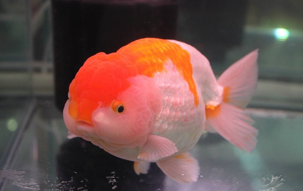 你还在给鱼缸加盐吗?我的弯路,你们就别再走了