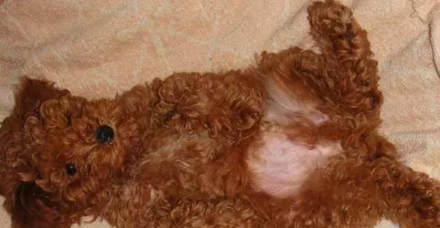 泰迪狗怎么训练得比较好,泰迪狗怎么训练29个基础动作