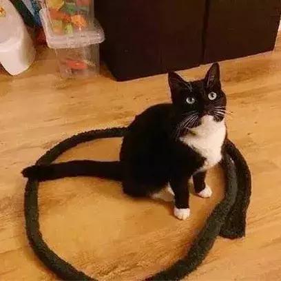 如何封印一只猫,怎么一招封印猫