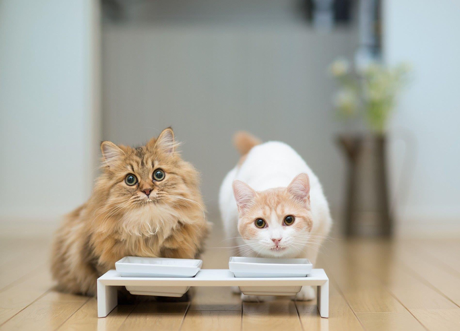 猫咪便血可大可小，找对原因，对症下药是关键