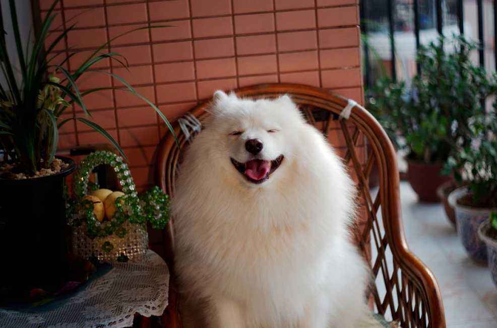 养萨摩耶的注意事项,养萨摩耶需要注意哪些事项