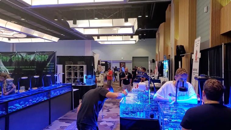 国外珊瑚售卖店和国内有何不同，5种最受欢迎的珊瑚告诉你