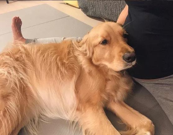 怀孕了，就把狗扔了吧，多脏啊