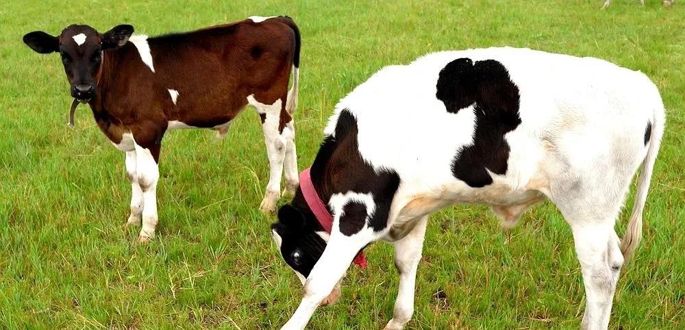 预防牛犊拉稀用什么药,新生牛犊拉稀带绿的正常吗