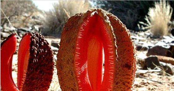 罕见的奇花异草 (160种奇花异草绝对有你没见过的)