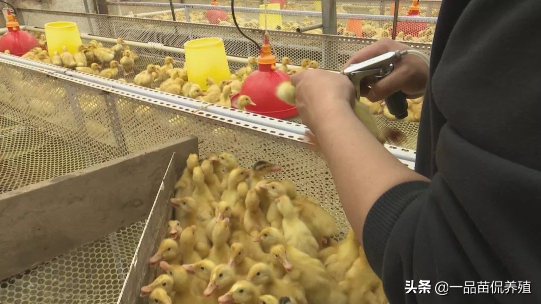 养鸭防疫全过程,肉鸭防疫的最佳方法