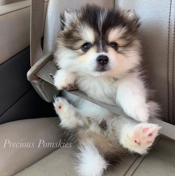 鐩樼偣鍚勪釜鐗瑰埆鐨勬潅浜や覆涓茬嫍,鍝簺瀹犵墿鐘覆涓茶捣鏉ユ洿濂界湅