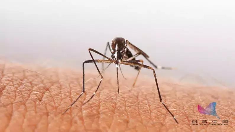 听说蚊子喜欢喝o型血这是真的吗,o型血蚊子比较喜欢咬吗