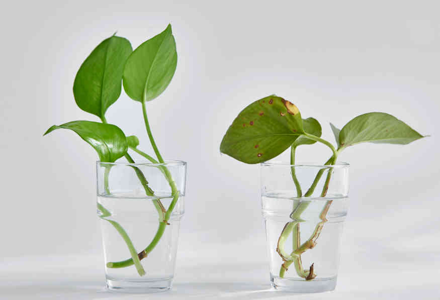 绿萝叶子发黄是什么原因怎么处理,绿萝叶子发黄有什么补救的方法