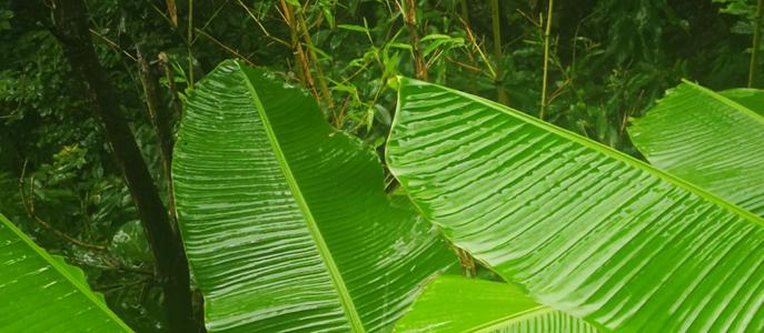 临江仙点滴芭蕉心欲碎朗诵,一日一诗词