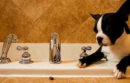 养狗的人不养身上还有味道吗,狗狗真的不可以用人类的沐浴露嘛