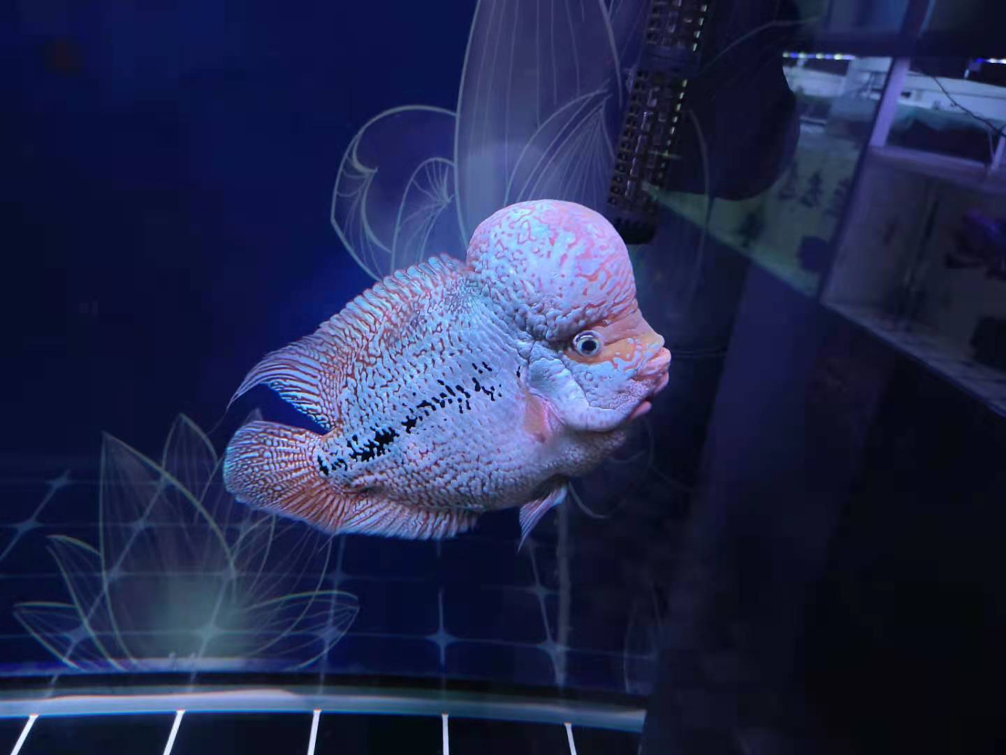 观赏鱼如何防止疾病传染,专业治疗观赏鱼疾病