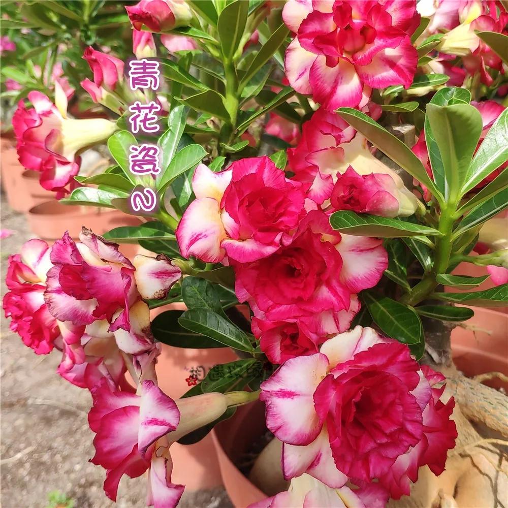 84个沙漠玫瑰品种，收起来慢慢看，待到来年春天选几种喜欢的养